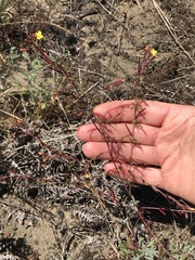 Camissonia strigulosa