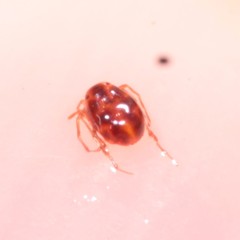 Hydrachnidae