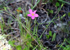 Sabatia campanulata