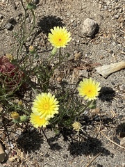 Malacothrix glabrata