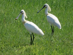 Platalea leucorodia