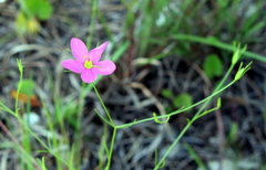 Sabatia campanulata