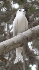 White Tern photo 3