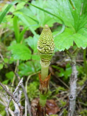 Equisetum telmateia