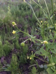 Ranunculus abortivus