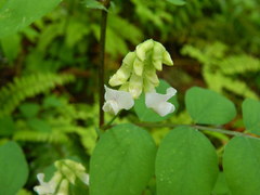 Lathyrus nevadensis