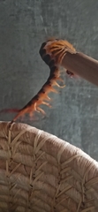 Scolopendra gigantea
