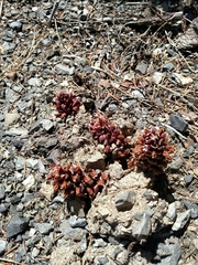 Kopsiopsis strobilacea