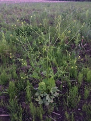 Ranunculus abortivus