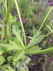 Ranunculus abortivus