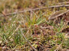 Spergula pentandra