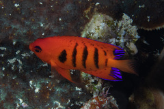 Centropyge loriculus