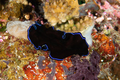 Pseudoceros caeruleocinctus