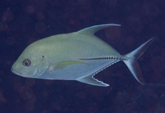 Caranx lugubris