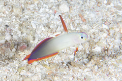 Nemateleotris decora