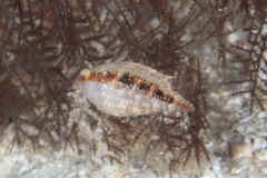 Oxycheilinus bimaculatus