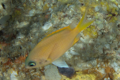 Chromis analis