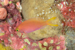 Pseudanthias randalli