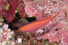 Pyronotanthias smithvanizi