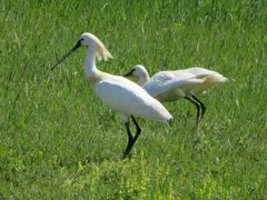 Platalea leucorodia