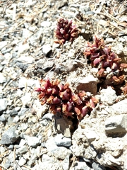 Kopsiopsis strobilacea