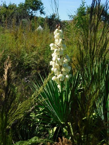 Yucca gloriosa