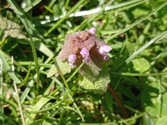 Lamium purpureum