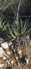 Agave pringlei