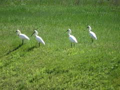 Platalea leucorodia