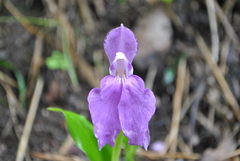 Roscoea