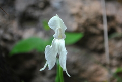 Roscoea