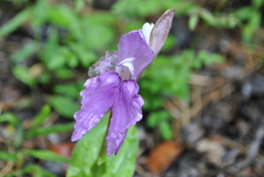Roscoea