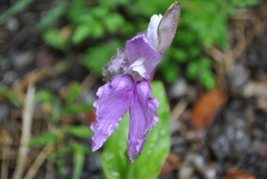 Roscoea