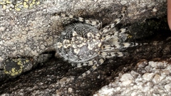 Aculepeira carbonarioides