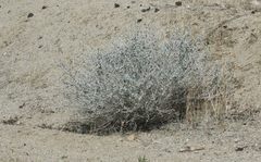 Brickellia incana