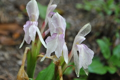 Roscoea