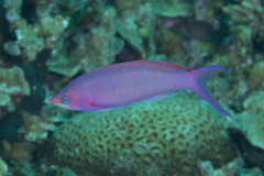 Mirolabrichthys pascalus