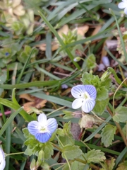 Veronica persica
