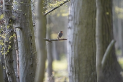 Erithacus rubecula rubecula