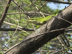 Anolis carolinensis