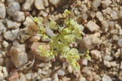 Eriogonum nidularium