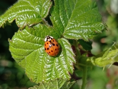 Harmonia axyridis