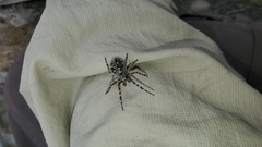 Aculepeira carbonarioides