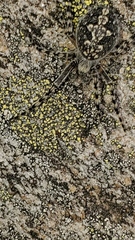 Aculepeira carbonarioides