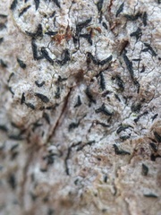 Alyxoria culmigena