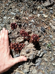 Kopsiopsis strobilacea