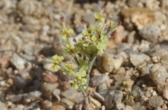 Eriogonum nidularium