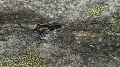 Aculepeira carbonarioides