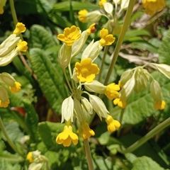 Primula veris