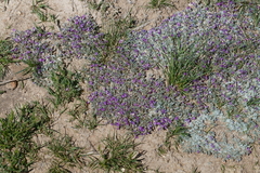 Astragalus sericoleucus